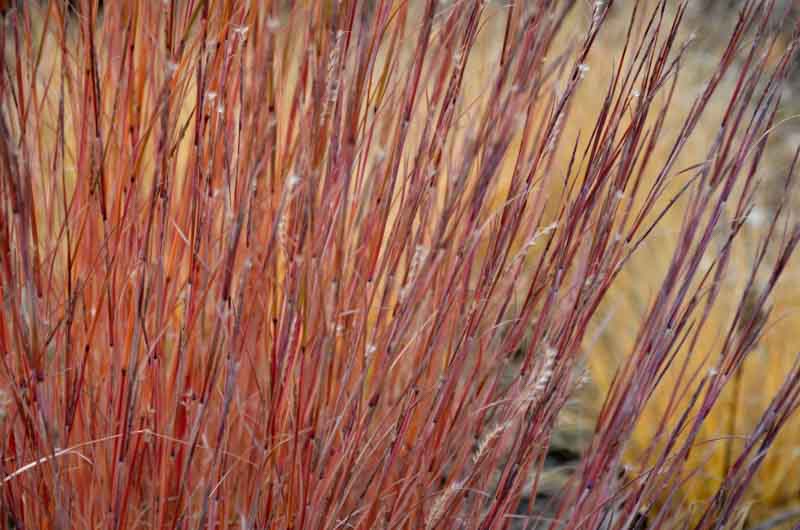 Schizachyrium scoparium Standing Ovation, Little Bluestem Standing Ovation, Blue Stem Standing Ovation, Broom Grass Standing Ovation, Native Grass