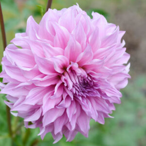 Dahlia Vassio Meggos, Vassio Meggos Dahlia, Decorative Dahlias, Dinner plate Dahlias, Dinnerplate Dahlias, Giant Dahlias,Pink Dahlia, Purple Dahlia