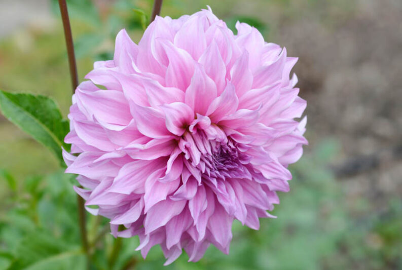 Dahlia Vassio Meggos, Vassio Meggos Dahlia, Decorative Dahlias, Dinner plate Dahlias, Dinnerplate Dahlias, Giant Dahlias,Pink Dahlia, Purple Dahlia