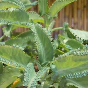 Kalanchoe daigremontiana, Alligator Plant, Devil's Backbone, Mexican Hat Plant, Mother of Thousands