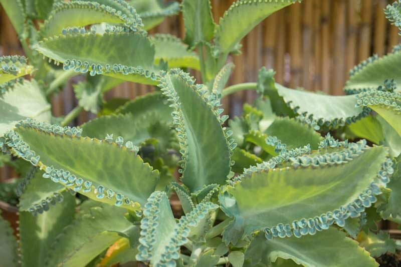 Kalanchoe daigremontiana, Alligator Plant, Devil's Backbone, Mexican Hat Plant, Mother of Thousands