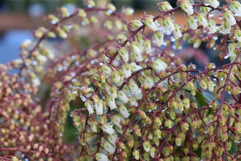 Pieris japonica 'Mountain Fire', Japanese Andromeda 'Mountain Fire', Japanese Pieris 'Mountain Fire', evergreen shrub