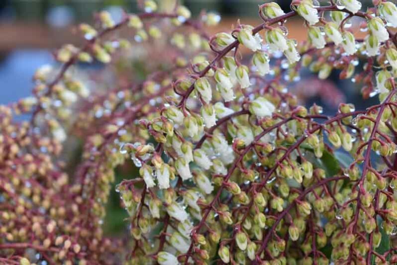 Pieris japonica 'Mountain Fire', Japanese Andromeda 'Mountain Fire', Japanese Pieris 'Mountain Fire', evergreen shrub