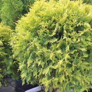 Thuja Occidentalis Golden Globe, Golden Globe Arborvitae, White Cedar Golden Globe, Northern White Cedar Golden Globe, Swamp Cedar Golden Globe