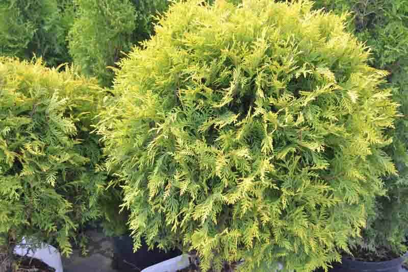 Thuja Occidentalis Golden Globe, Golden Globe Arborvitae, White Cedar Golden Globe, Northern White Cedar Golden Globe, Swamp Cedar Golden Globe