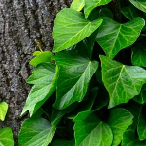 Hedera colchica, Persian ivy