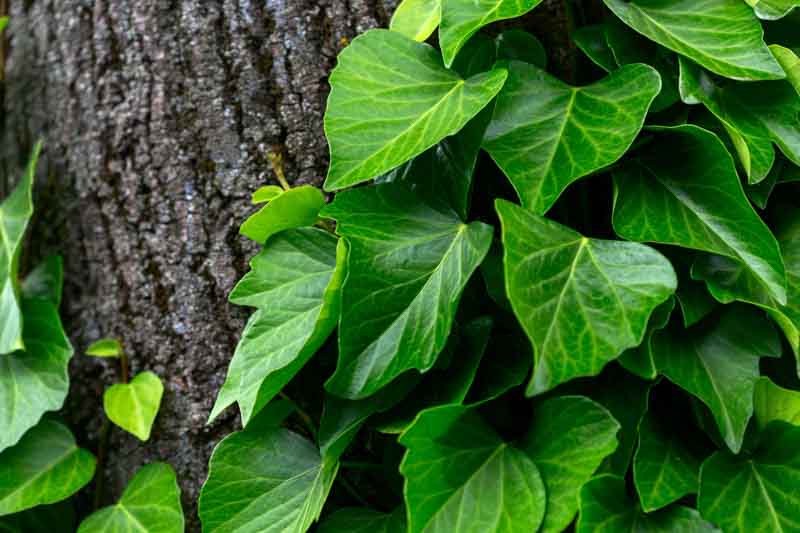 Hedera colchica, Persian ivy