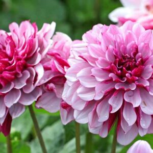 Dahlia Creme de Cassis, Decorative Dahlia, Purple Dahlia, Pink Dahlia