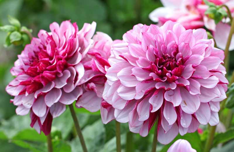 Dahlia Creme de Cassis, Decorative Dahlia, Purple Dahlia, Pink Dahlia