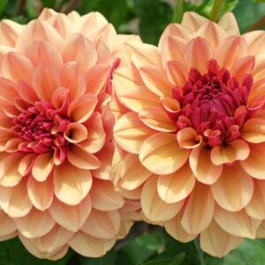 Dahlia Creme de Cognac, Decorative Dahlia