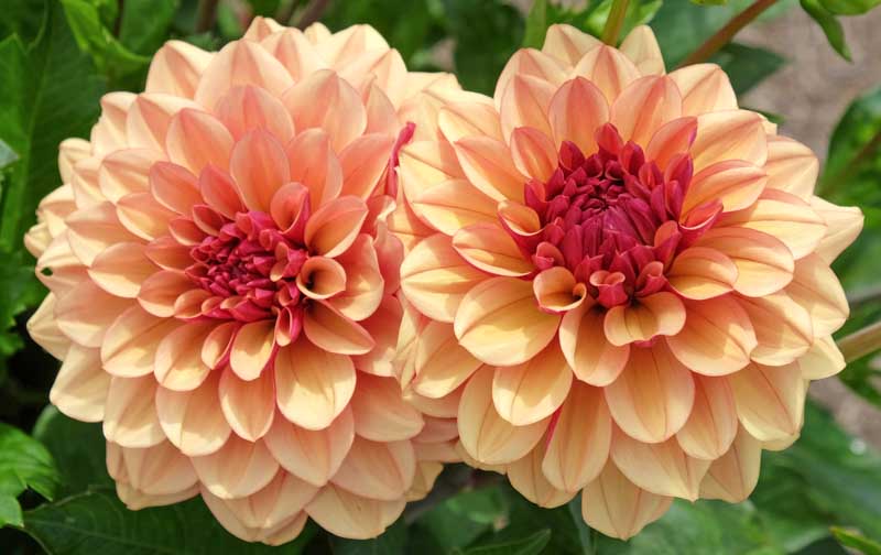 Dahlia Creme de Cognac, Decorative Dahlia