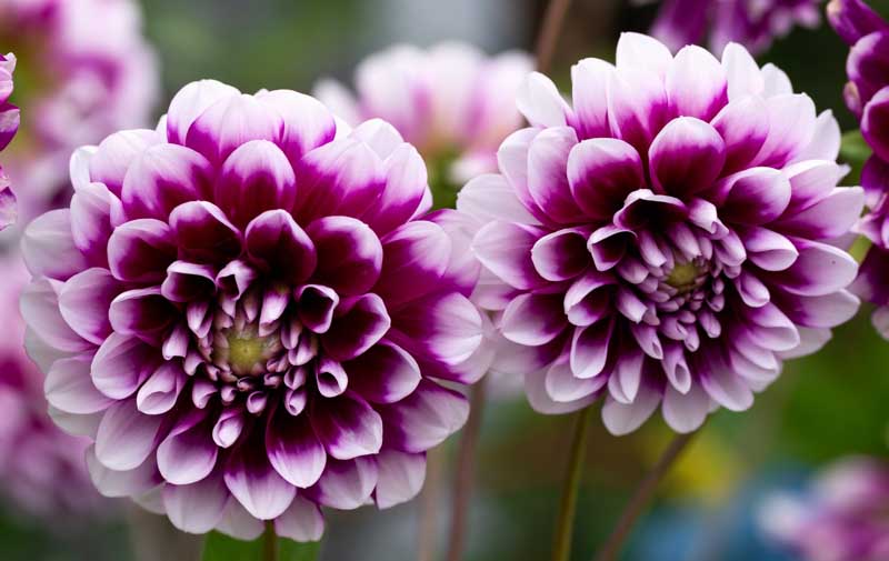 Dahlia 'Edinburgh'