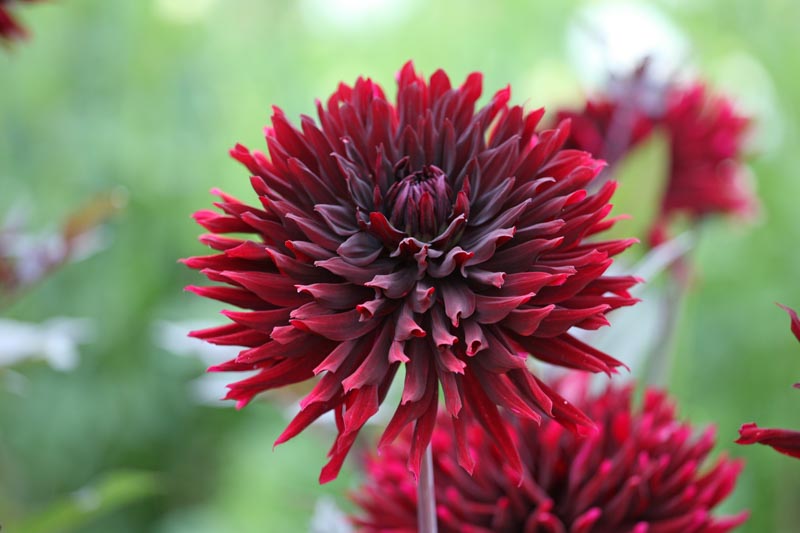 Dahlia ‘Black Jack’