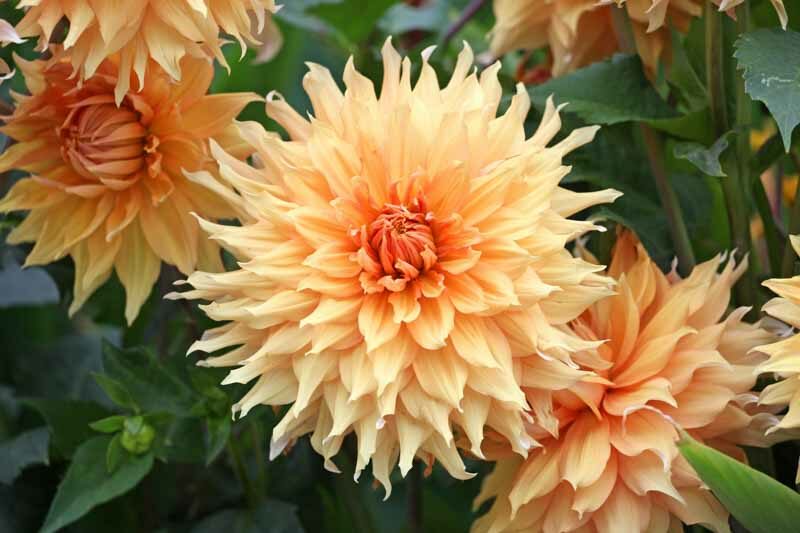 Dahlia Hamari Gold, Decorative Dahlia, Dinnerplate Dahlia, Yellow Dahlia