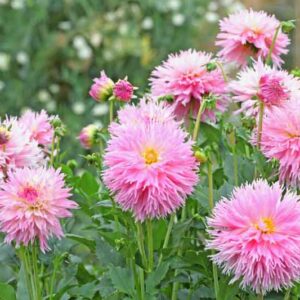 Dahlia 'Nadia Ruth, Pink Dahlia, Dinnerplate Dahlia