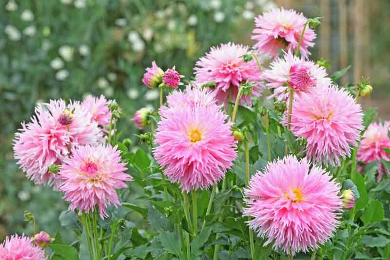 Dahlia 'Nadia Ruth, Pink Dahlia, Dinnerplate Dahlia