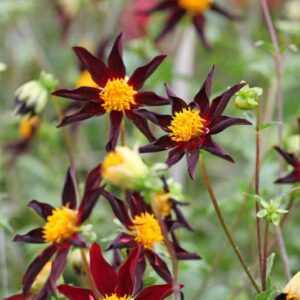 Dahlia Black Honka, Dahlia 'Verrone's Obsidian, Dahlia, Orchid Dahlias, Star Dahlias, Black Dahlia