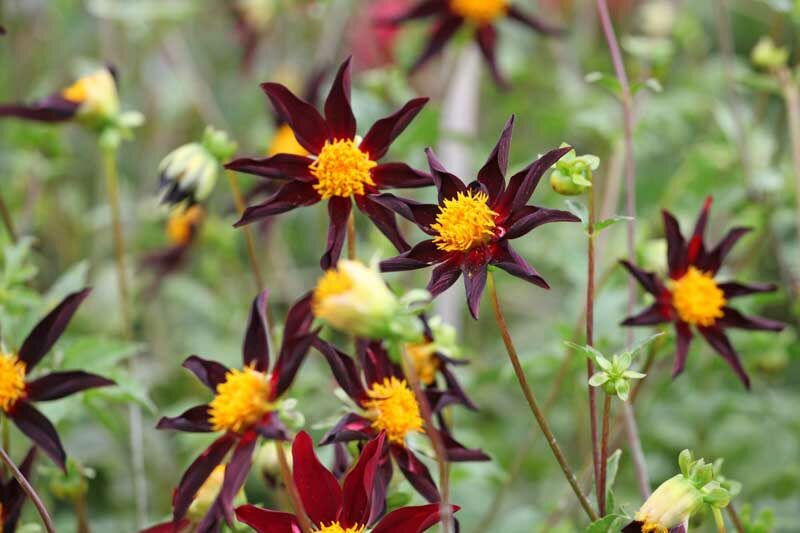 Dahlia Black Honka, Dahlia 'Verrone's Obsidian, Dahlia, Orchid Dahlias, Star Dahlias, Black Dahlia