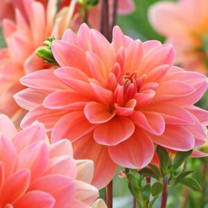 Dahlia Mister Frans, Decorative Dahlia, Salmon Dahlia, Orange Dahlia, Pink Dahlia