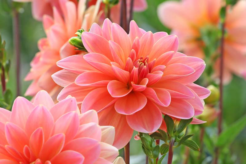 Dahlia Mister Frans, Decorative Dahlia, Salmon Dahlia, Orange Dahlia, Pink Dahlia