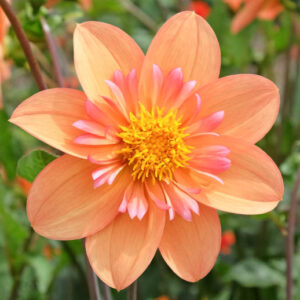 Dahlia Kelsey Annie Joy, Kelsey Annie Joy Dahlia, Anemone Dahlias, Dahlias, Bicolor Dahlias, Dahlia Tubers, Dahlia Bulbs, Dahlia Flower, Dahlia Flowers, summer bulbs, Orange Dahlias