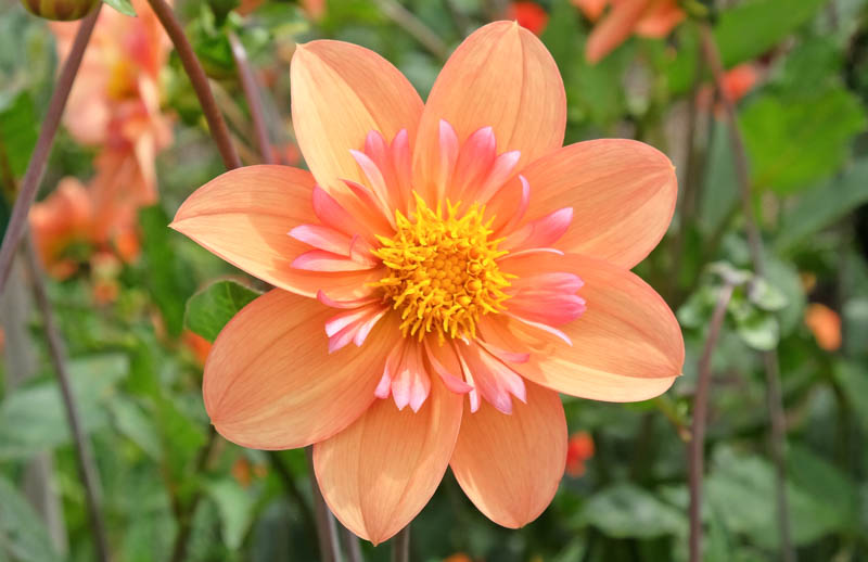 Dahlia Kelsey Annie Joy, Kelsey Annie Joy Dahlia, Anemone Dahlias, Dahlias, Bicolor Dahlias, Dahlia Tubers, Dahlia Bulbs, Dahlia Flower, Dahlia Flowers, summer bulbs, Orange Dahlias