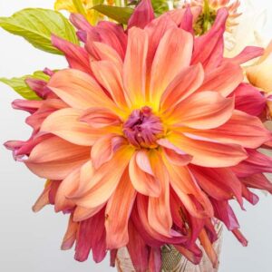 Dahlia Belle of Barmera, Decorative Dahlia, Salmon Dahlia, Orange Dahlia