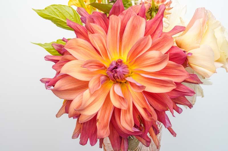 Dahlia Belle of Barmera, Decorative Dahlia, Salmon Dahlia, Orange Dahlia