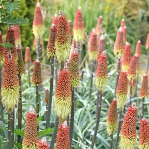 Kniphofia caulescens, Red Hot Poker, Tritoma caulescens