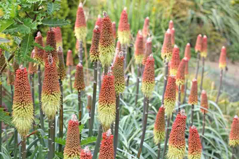 Kniphofia caulescens, Red Hot Poker, Tritoma caulescens