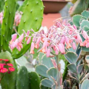 Lavender Scallops, (Kalanchoe fedtschenkoi