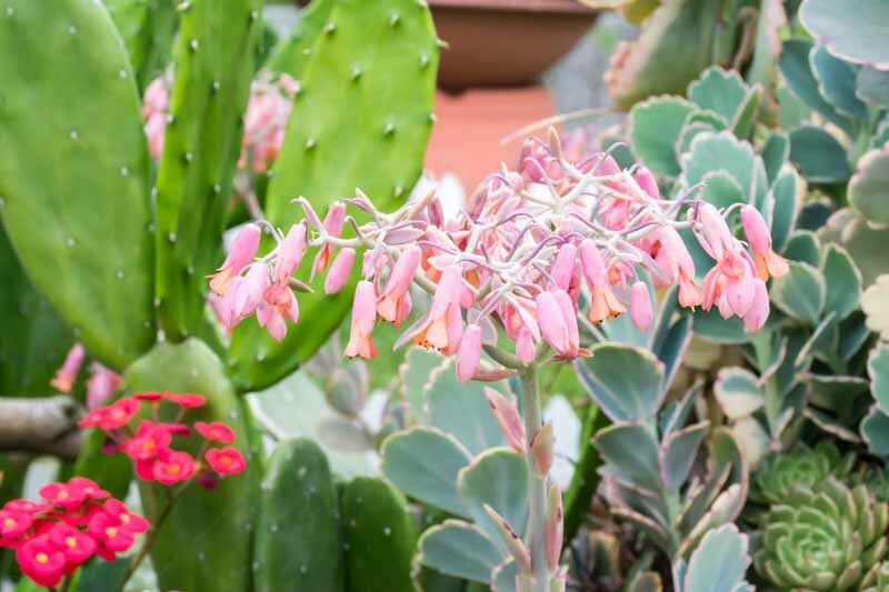 Lavender Scallops, (Kalanchoe fedtschenkoi