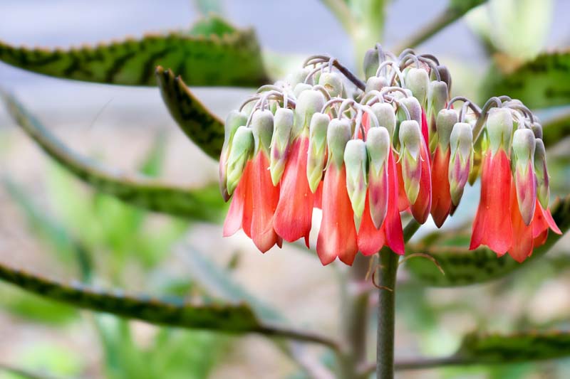 Kalanchoe daigremontiana, Alligator Plant, Devil's Backbone, Mexican Hat Plant, Mother of Thousands