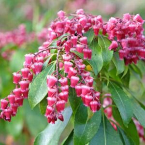 Pieris japonica Valley Valentine, Japanese Andromeda Valley Valentine, Japanese Pieris Valley Valentine, evergreen shrub