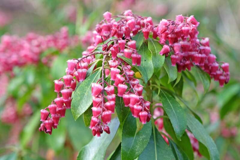 Pieris japonica Valley Valentine, Japanese Andromeda Valley Valentine, Japanese Pieris Valley Valentine, evergreen shrub