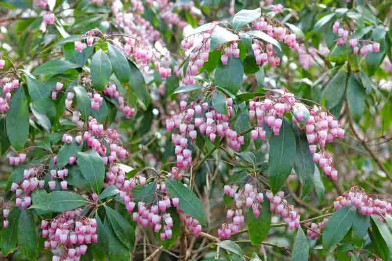 Pieris japonica 'Katsura', Japanese Andromeda 'Katsura', Japanese Pieris 'Katsura', evergreen shrub