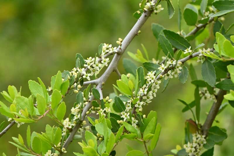 Weeping yaupon holly, Ilex vomitoria f. pendula