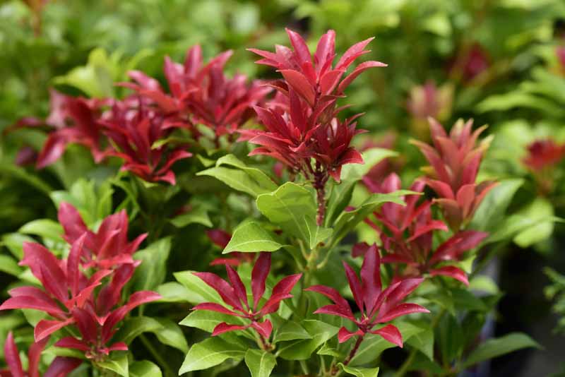 Pieris japonica 'Mountain Fire', Japanese Andromeda 'Mountain Fire', Japanese Pieris 'Mountain Fire', evergreen shrub