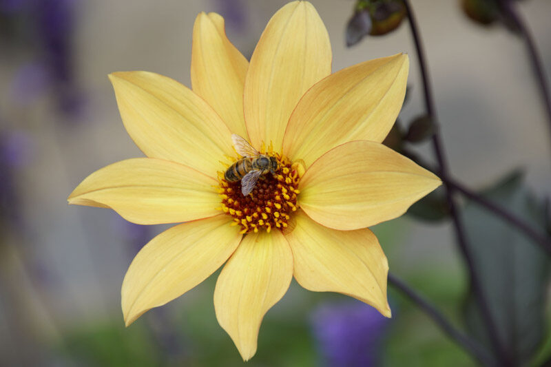 Dahlia Bishop of York, Single Dahlia, Yellow Dahlia