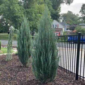 Blue Arrow Juniper, Juniperus scopulorum 'Blue Arrow', Rocky Mountain Juniper 'Blue Arrow', Rocky Mountain Red Cedar 'Blue Arrow', Mountain Red Cedar 'Blue Arrow', Colorado Red Cedar 'Blue Arrow', Western Red Cedar 'Blue Arrow', River Juniper 'Blue Arrow', Western Juniper 'Blue Arrow', Cedro Rojo 'Blue Arrow', Evergreen Shrub, Evergreen Tree