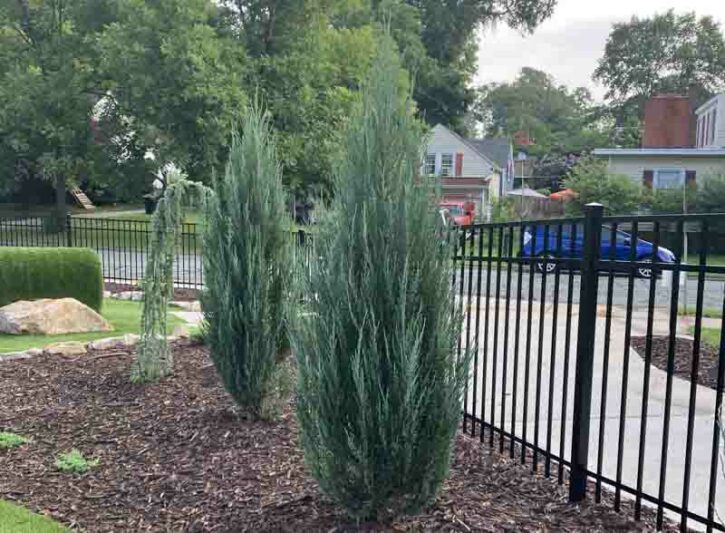 Blue Arrow Juniper, Juniperus scopulorum 'Blue Arrow', Rocky Mountain Juniper 'Blue Arrow', Rocky Mountain Red Cedar 'Blue Arrow', Mountain Red Cedar 'Blue Arrow', Colorado Red Cedar 'Blue Arrow', Western Red Cedar 'Blue Arrow', River Juniper 'Blue Arrow', Western Juniper 'Blue Arrow', Cedro Rojo 'Blue Arrow', Evergreen Shrub, Evergreen Tree