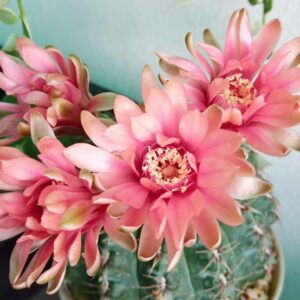 Gymnocalycium baldianum, Chin Cactus, Dwarf Chin Cactus, Spider Cactus