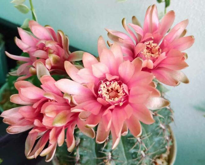 Gymnocalycium baldianum, Chin Cactus, Dwarf Chin Cactus, Spider Cactus
