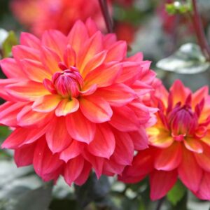 Dahlia Firepot, Decorative Dahlia, Red Dahlia, Orange Dahlia, Pink Dahlia