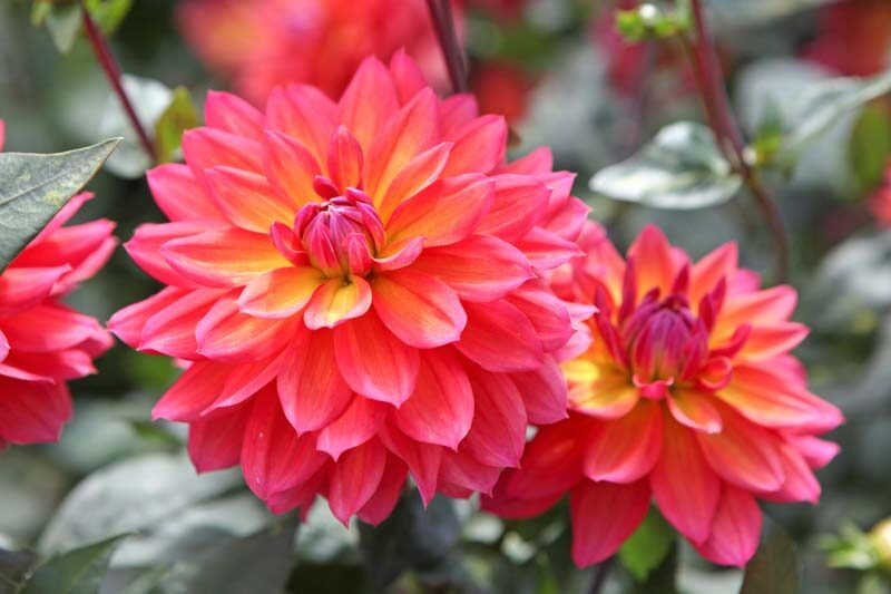 Dahlia Firepot, Decorative Dahlia, Red Dahlia, Orange Dahlia, Pink Dahlia