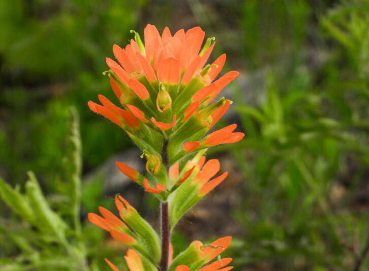 Castilleja coccinea, Scarlet Paintbrush, Scarlet Indian Paintbrush, Painted Cup, Indian Paintbrush