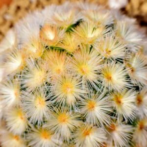 Mammillaria carmenae, Pincushion Cactus