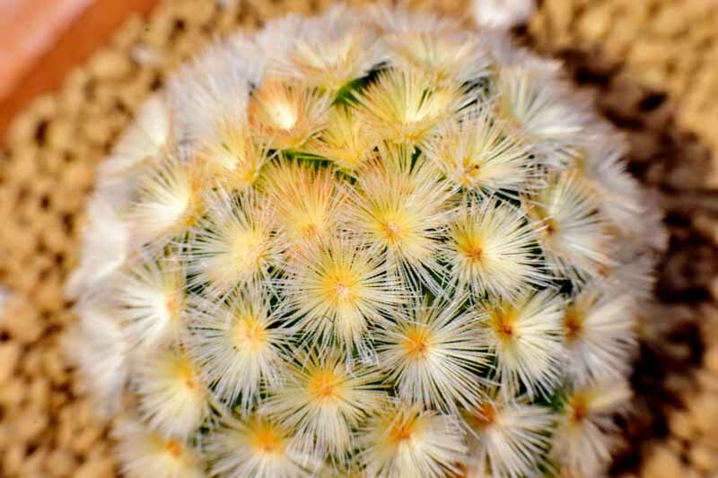 mammillaria carmenae (Carmen Pincushion Cactus)
