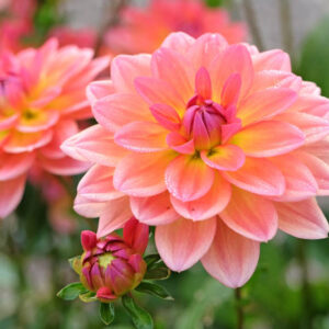 Dahlia Pacific View, Decorative Dahlia, Salmon Dahlia, Orange Dahlia, Pink Dahlia