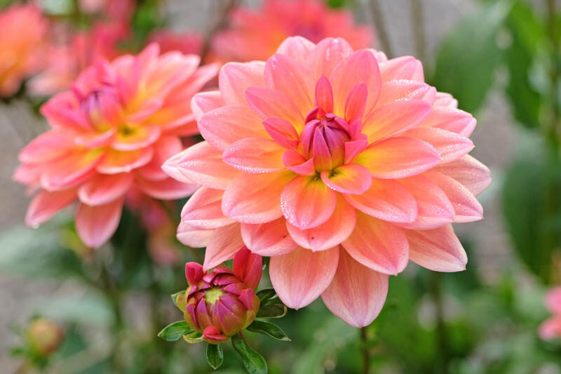 Dahlia Pacific View, Decorative Dahlia, Salmon Dahlia, Orange Dahlia, Pink Dahlia